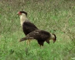 Caracara cheriway