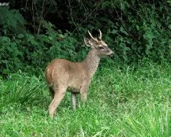 Odocoileus virginianus