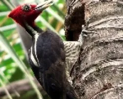 Campephilus guatemalensis