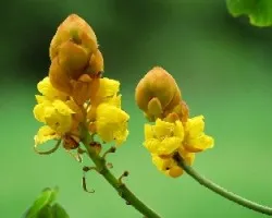 Senna alata