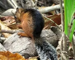 Sciurus variegatoides