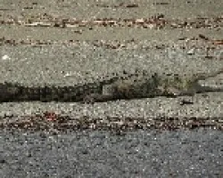 Inquilino del Sirena