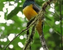 Trogon melanocephalus