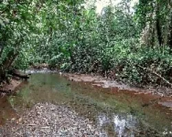 Selva Tropical