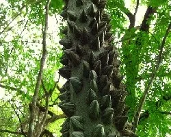 Zanthoxylum setulosum