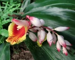Alpinia zerumbet