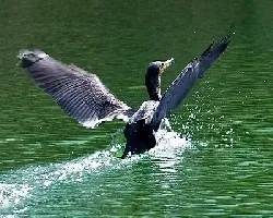 Phalacrocorax brasilianus