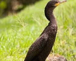 Phalacrocorax brasilianus