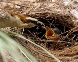 Campylorhynchus rufinucha