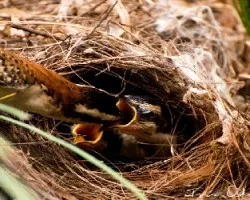 Campylorhynchus rufinucha