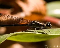 Odonata