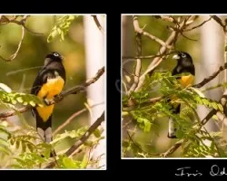 Trogon melanocephalus