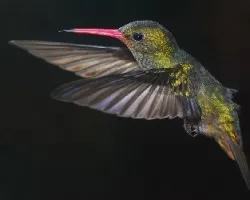 Hylocharis chrysura