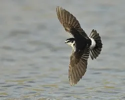 Tachycineta leucorrhoa