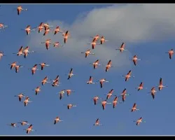 Phoenicopterus chilensis