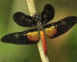 Libelula