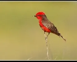 Pyrocephalus rubinus