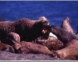 Lobos marinos de un pelo
