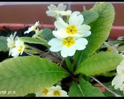 LINDAS PRIMAVERAS (PRIMULAS)