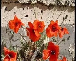 AMAPOLAS