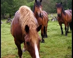 FAMILIA DE CABALLOS