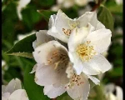 CITRUS SINENSIS