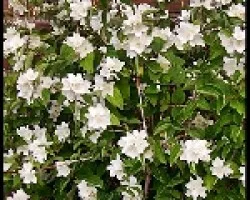 CITRUS SINENSIS
