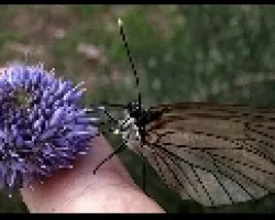 LINDA MARIPOSA