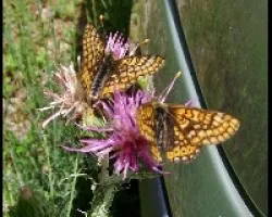 MARIPOSAS
