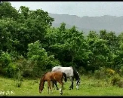Equus caballus