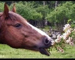 Equus caballus