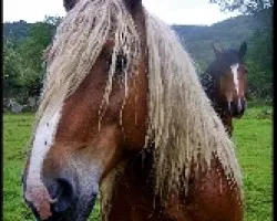 Equus caballus