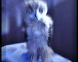 Bubo bubo