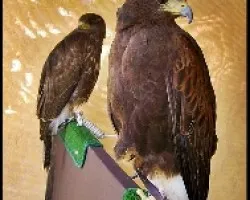 Parabuteo unicinctus