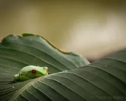 Agalychnis callidryas