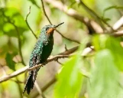 Heliodoxa jacula