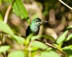 Heliodoxa jacula