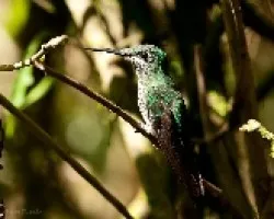 Heliodoxa jacula