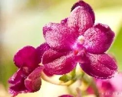 Orquidea 1