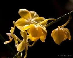 Orquidea 2