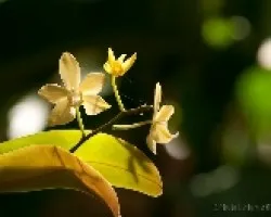 Orquidea 3
