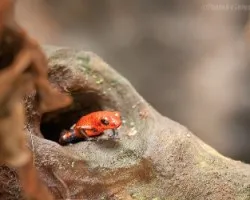 Oophaga granuliferus