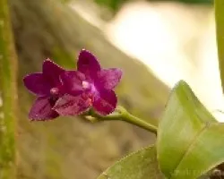 Orquidea 4