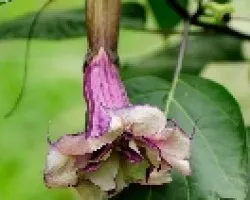 Flor