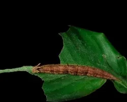 Caligo brasiliensis sulanus