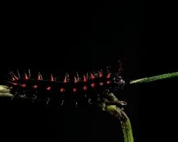 Siproeta stelenes biplagiata