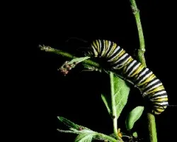 Danaus plexippus plexippus