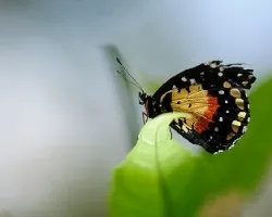 Melitaeinae chlosynae janais