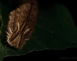Caligo brasiliensis sulanus