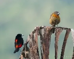 Ramphocelus costaricensis